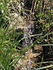 Thumbnail of IMG_0172.jpg